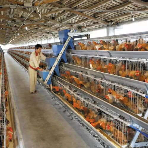 黃杏彪 用心智造，推動雞群智能化飼養(yǎng)設備與外圍設備制造